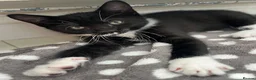 Mixed Breed cats for sale: 3 x Gorgeous Kittens Left  in Bournemouth - Advert 9