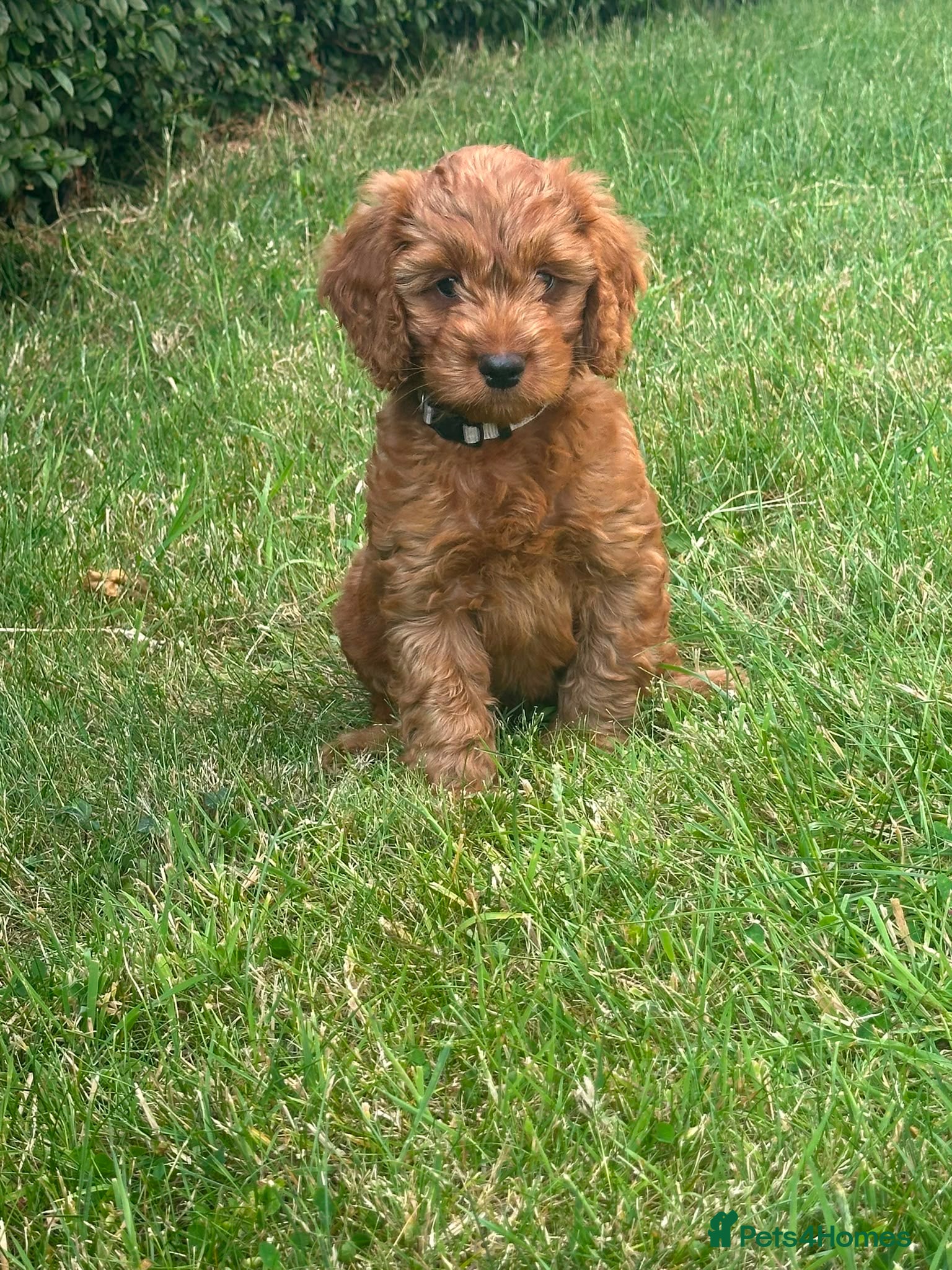 Cockapoo dogs DNA Clear 6 Gorgeous Dark Red F1 Cockapoo puppies - Advert 1