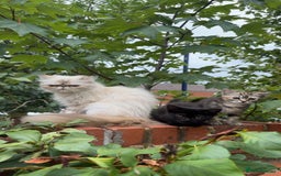 Persian cats for sale: TWO 15 WEEK KITTIES NEED REHOMING TOGETHER (M&F) in Maidstone - Image 23
