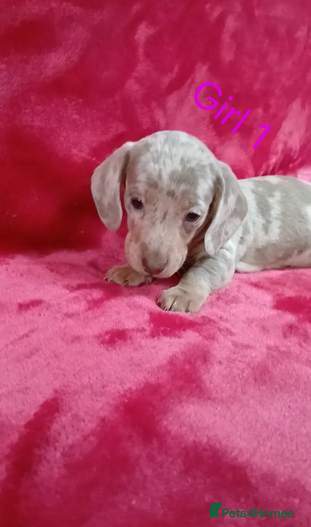 Miniature Dachshund dogs for sale: PRA, STUNNING MINIE'S READY NOW  - Advert 6