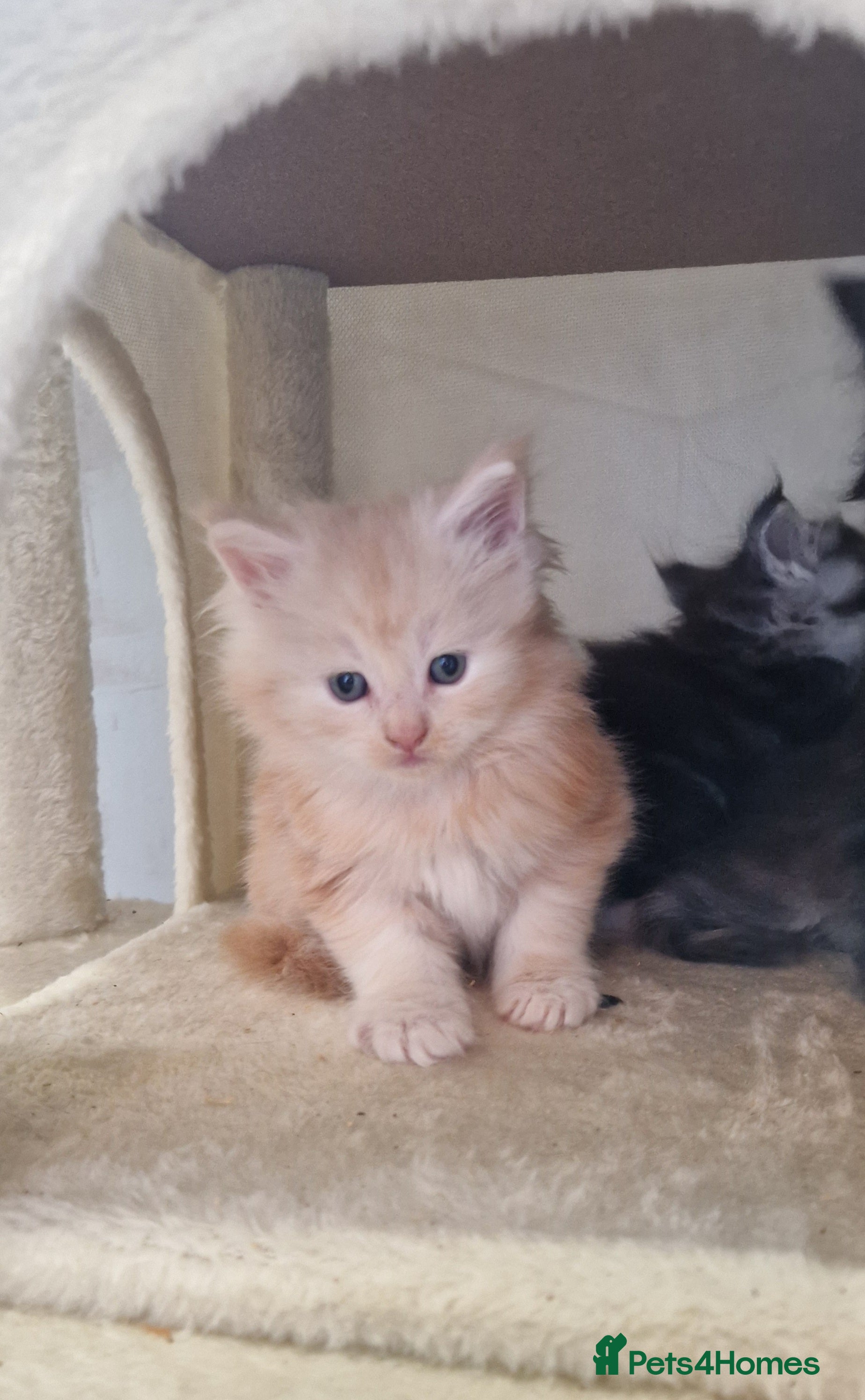 Maine Coon cats GCCF quality maine coon kittens - Advert 2