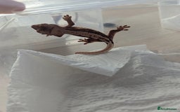 Gecko reptiles for sale: Lily White Crested Gecko - Image 5
