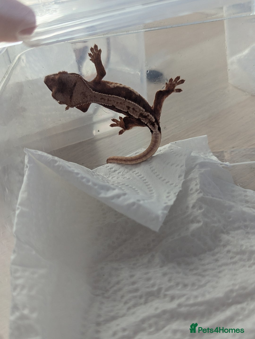 Gecko reptiles for sale: Lily White Crested Gecko - Image 5
