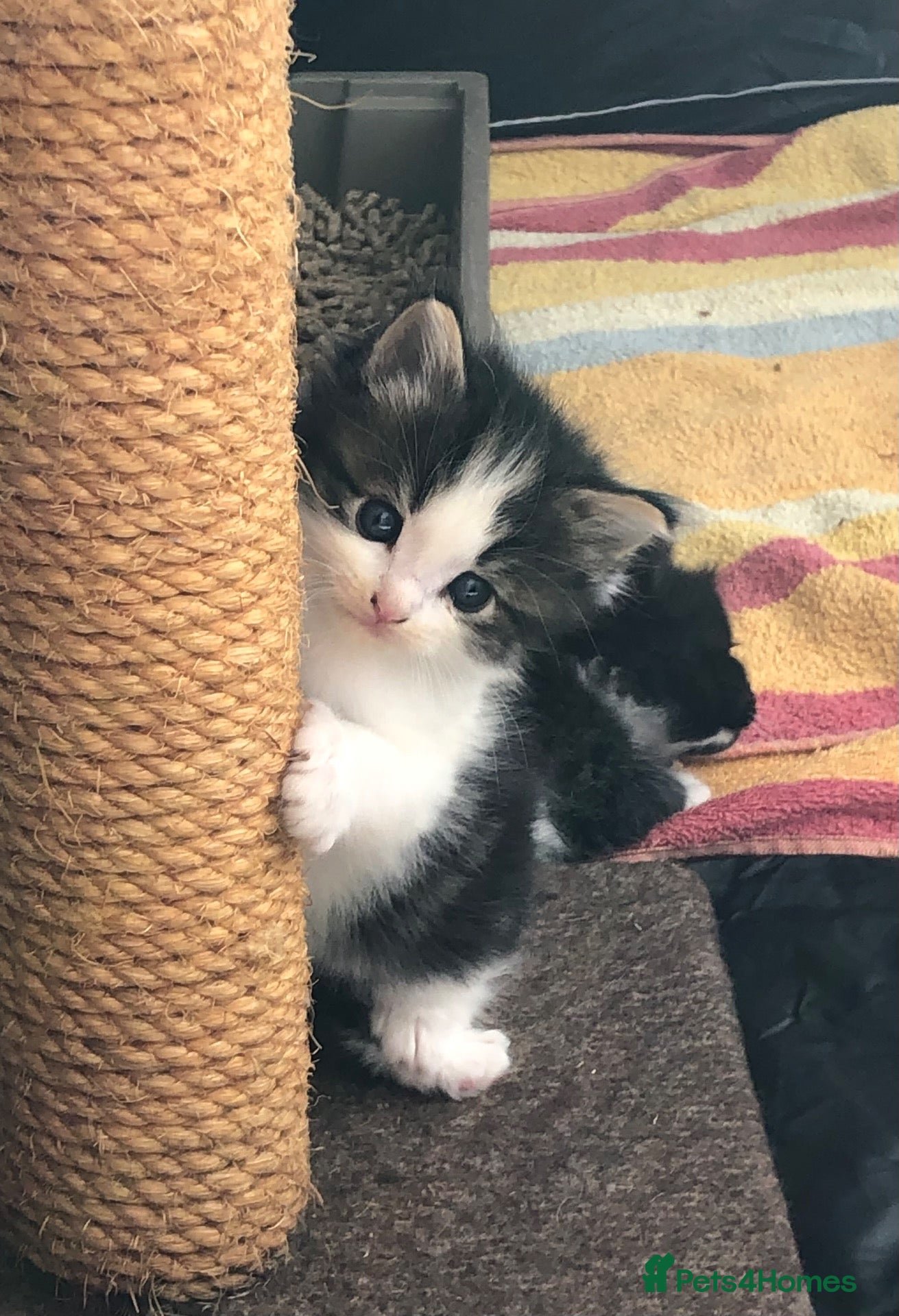 Mixed Breed cats Adorable Kittens - Advert 16