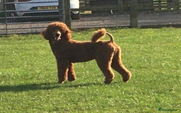 Standard Poodle dogs for stud: STUNNING STANDARD POODLE AT STUD in Doncaster - Image 2