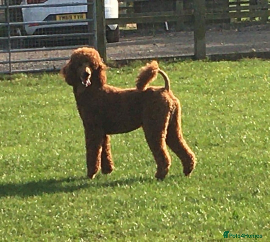 Standard Poodle dogs for stud: STUNNING STANDARD POODLE AT STUD in Doncaster - Image 2