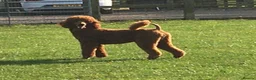 Standard Poodle dogs for stud: STUNNING STANDARD POODLE AT STUD in Doncaster - Advert 2
