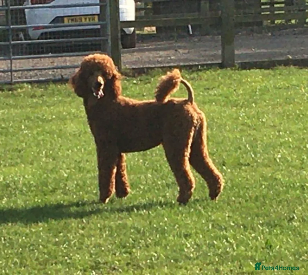 Standard Poodle dogs for stud: STUNNING STANDARD POODLE AT STUD in Doncaster - Advert 2