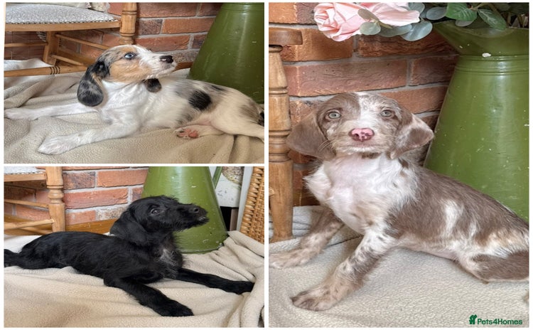 Mixed Breed dogs in Rhayader - Advert 9
