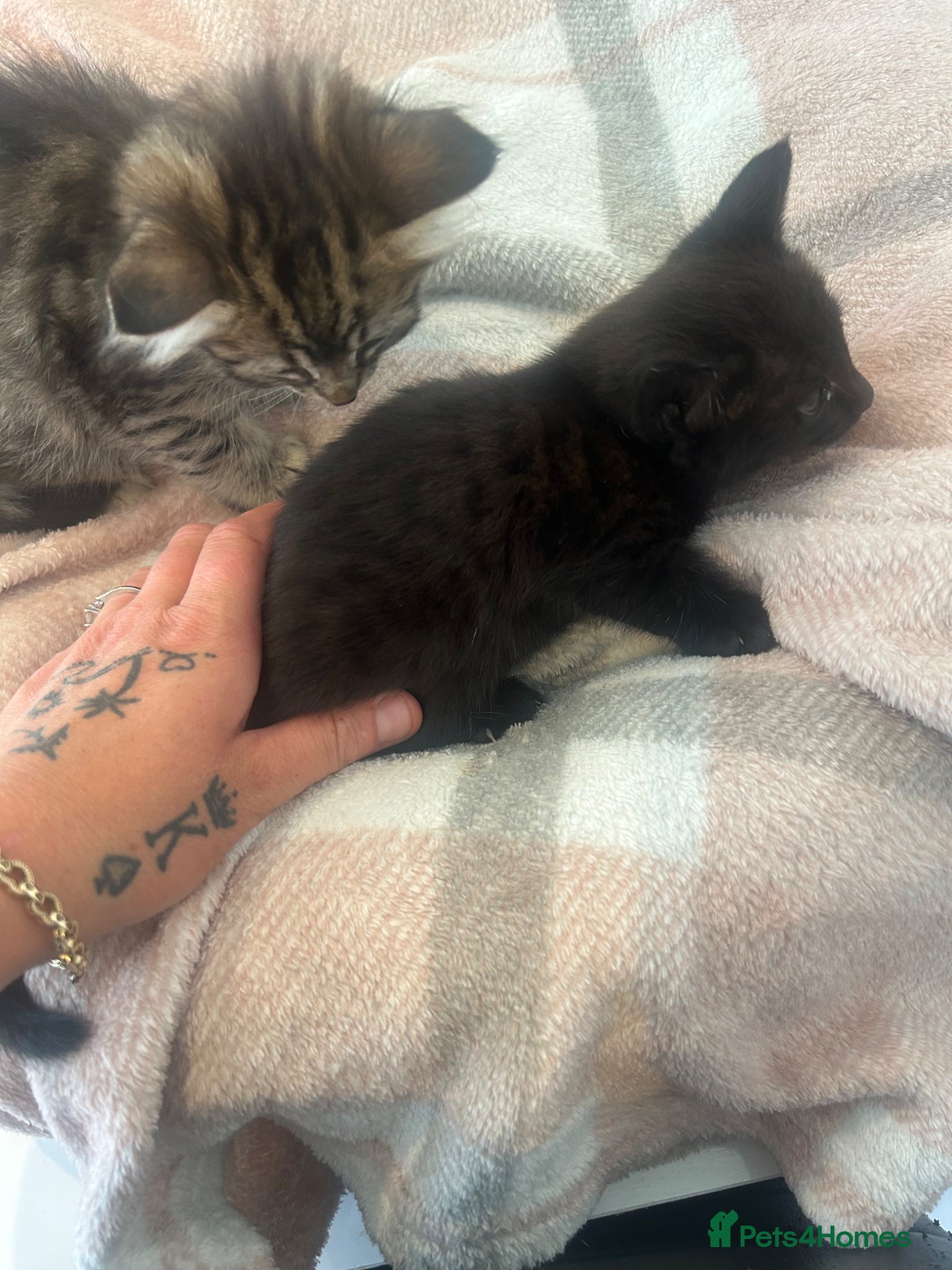 Savannah cats for sale: F3 savannas ready to leave  - Advert 3