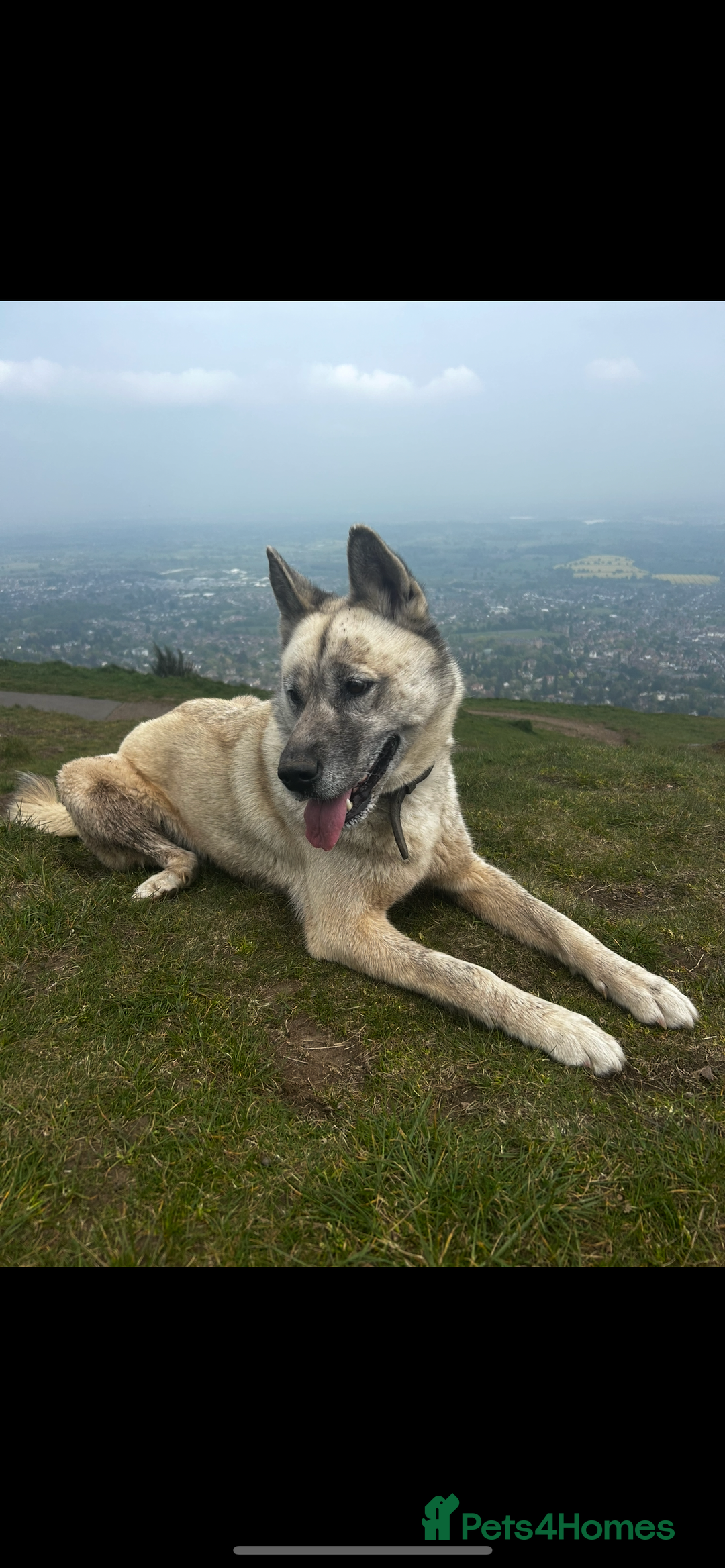 Mixed Breed dogs for sale: Siberian husky - Advert 1