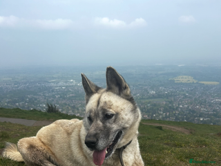 Mixed Breed dogs Siberian husky - Advert 6