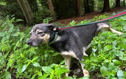 Mixed Breed dogs for adoption: Joey - Norwich Norfolk  - Image 19