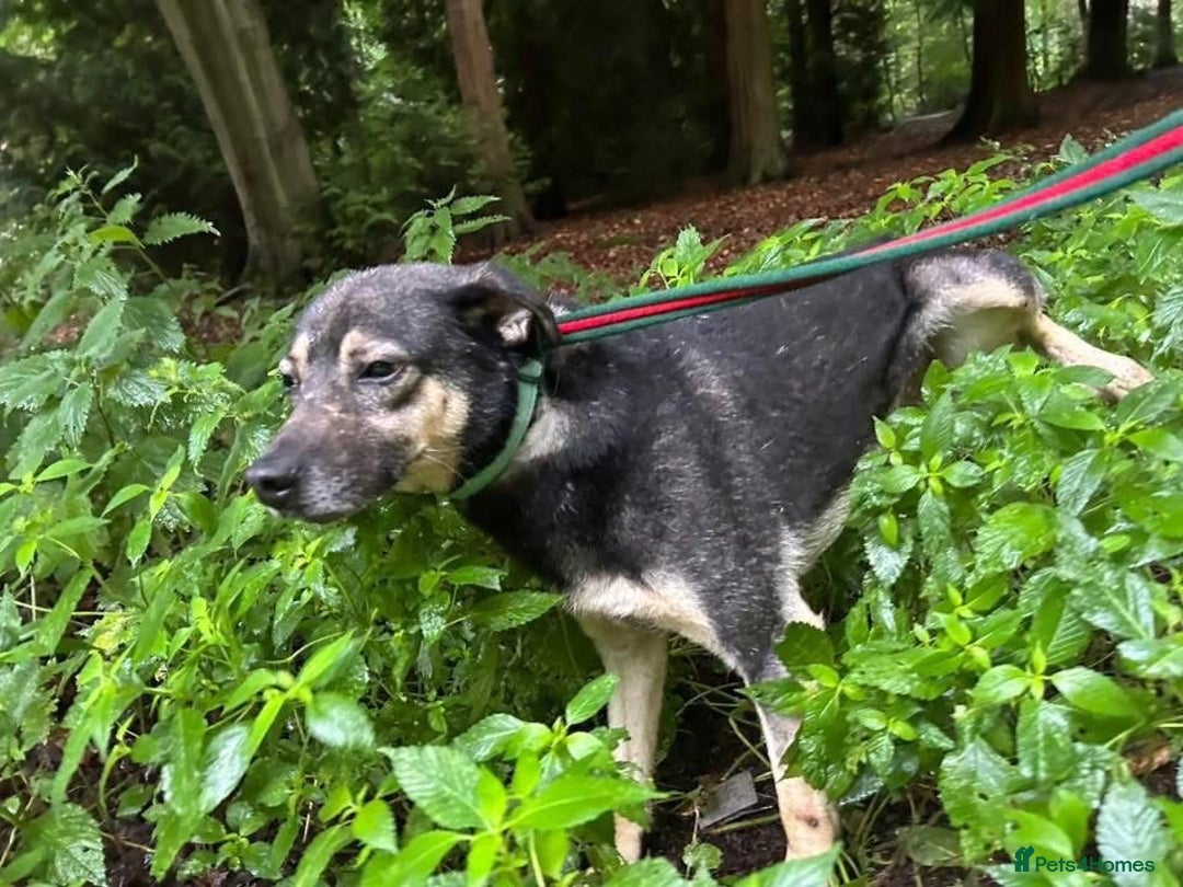 Mixed Breed dogs for adoption: Joey - Norwich Norfolk  - Image 19