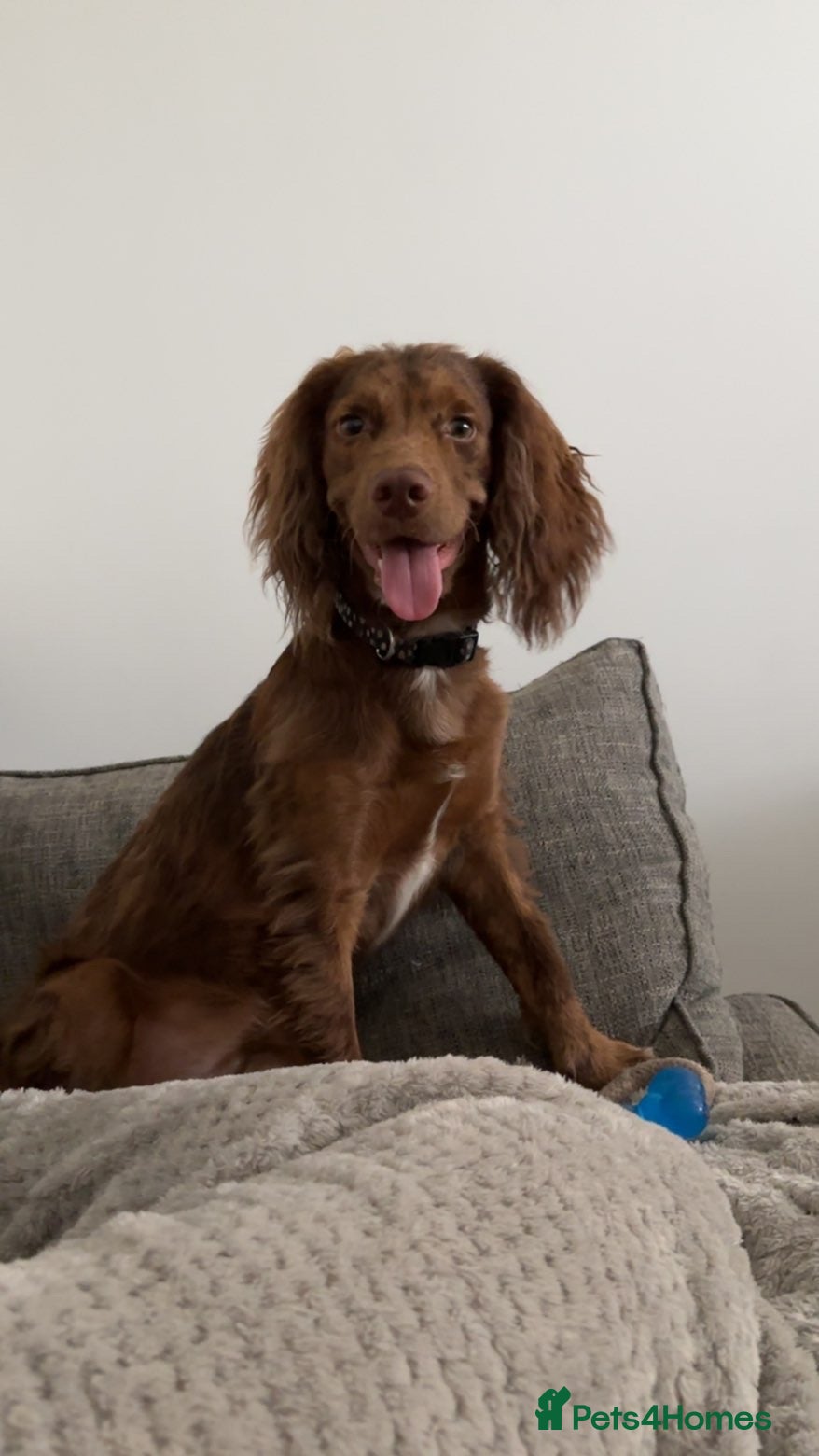 Cocker Spaniel dogs Cockerspaniel  - Advert 2