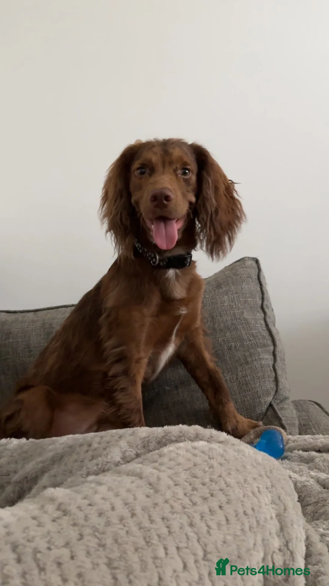 Cocker Spaniel dogs for sale: Cockerspaniel  - Advert 1