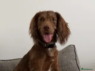 Cocker Spaniel dogs Cockerspaniel - Advert 13