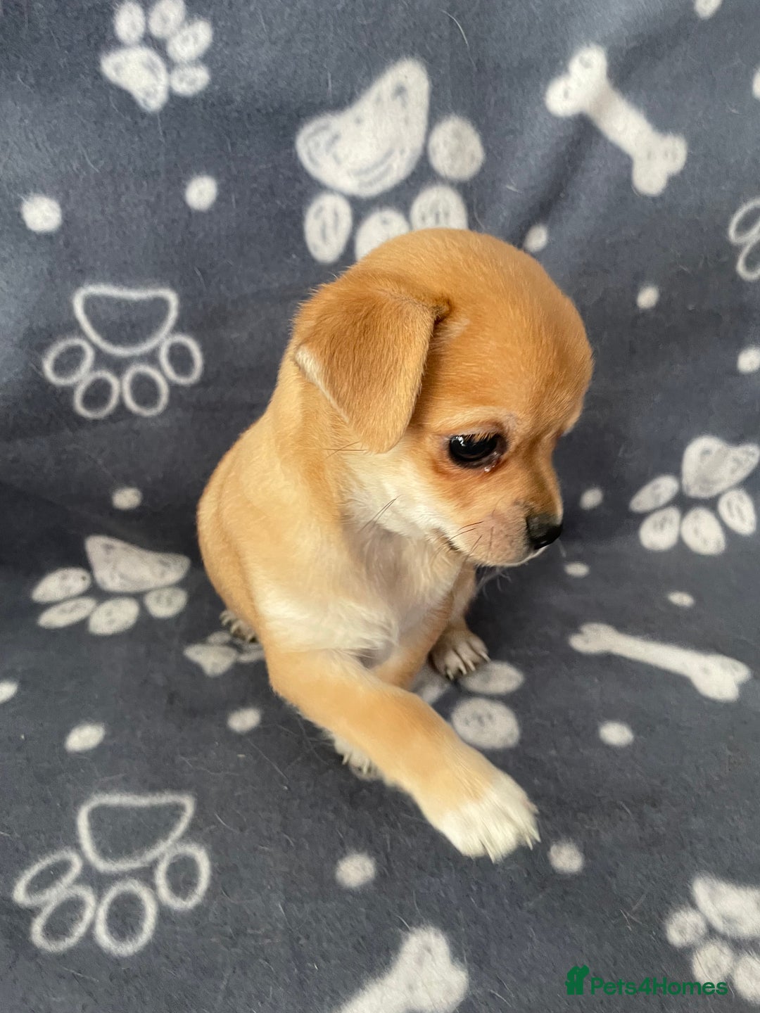 Chihuahua dogs for sale: Chihuahua Puppy 3 - 2 boy, 1 girl  chihuahua  - Image 4