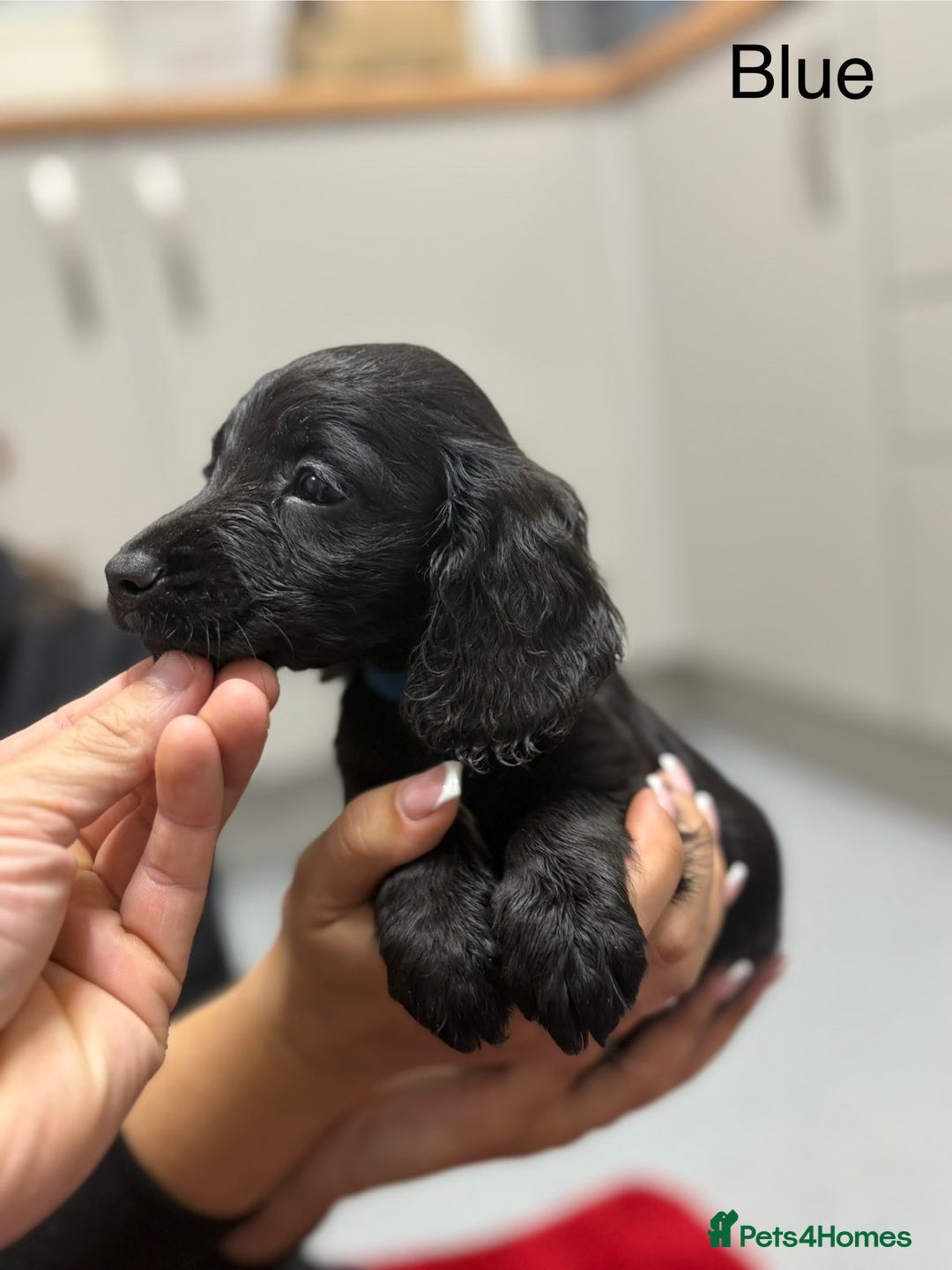 Cocker Spaniel dogs for sale: Working cocker spaniel puppies - Image 2