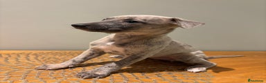 Whippet Puppy 4