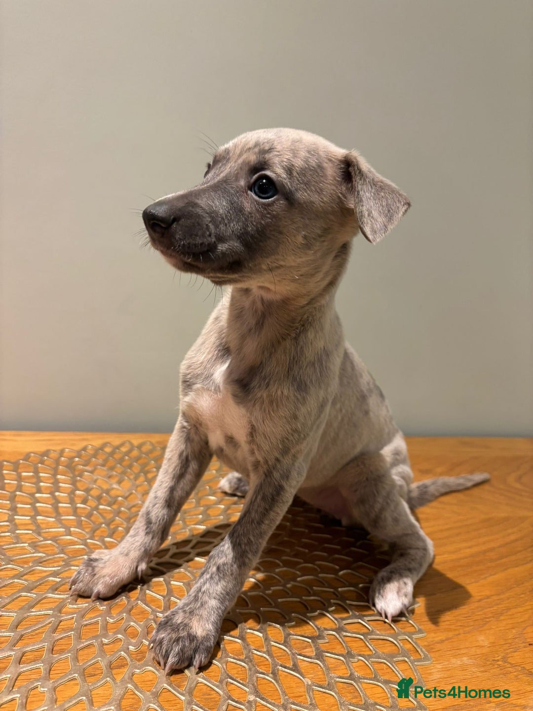 Whippet dogs for sale: Stunning whippet Puppies  - Advert 6