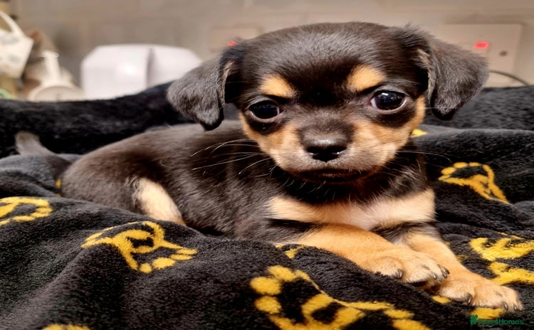 Chihuahua dogs - Advert 1