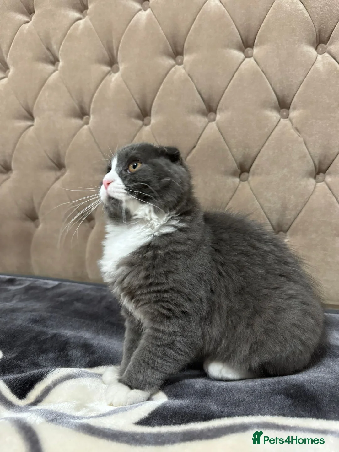 Scottish Fold cats for sale: Grey and white Scottish fold for sale - Advert 1