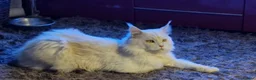 Maine Coon cats for sale: Beautiful big Maine Coon boy - Advert 6
