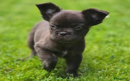 French Bulldog dogs for sale: Fluffy French Bulldog Puppies  - Image 5