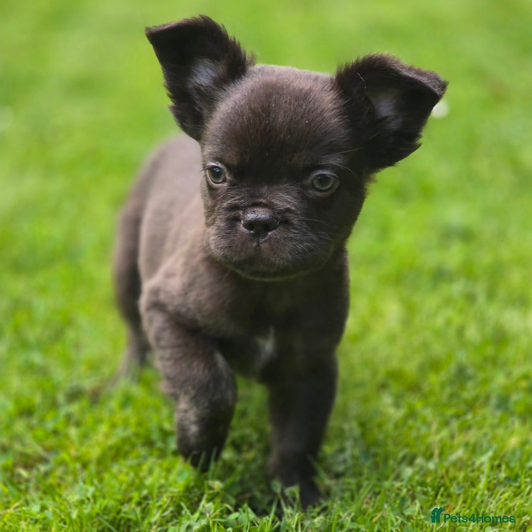 French Bulldog dogs for sale: Fluffy French Bulldog Puppies  - Image 5
