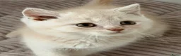 British Shorthair cats for sale: Pretty British Shorthair Kittens - Advert 5