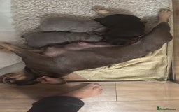 French Bulldog dogs for sale: Exclusive French Bulldog Puppies - Image 4