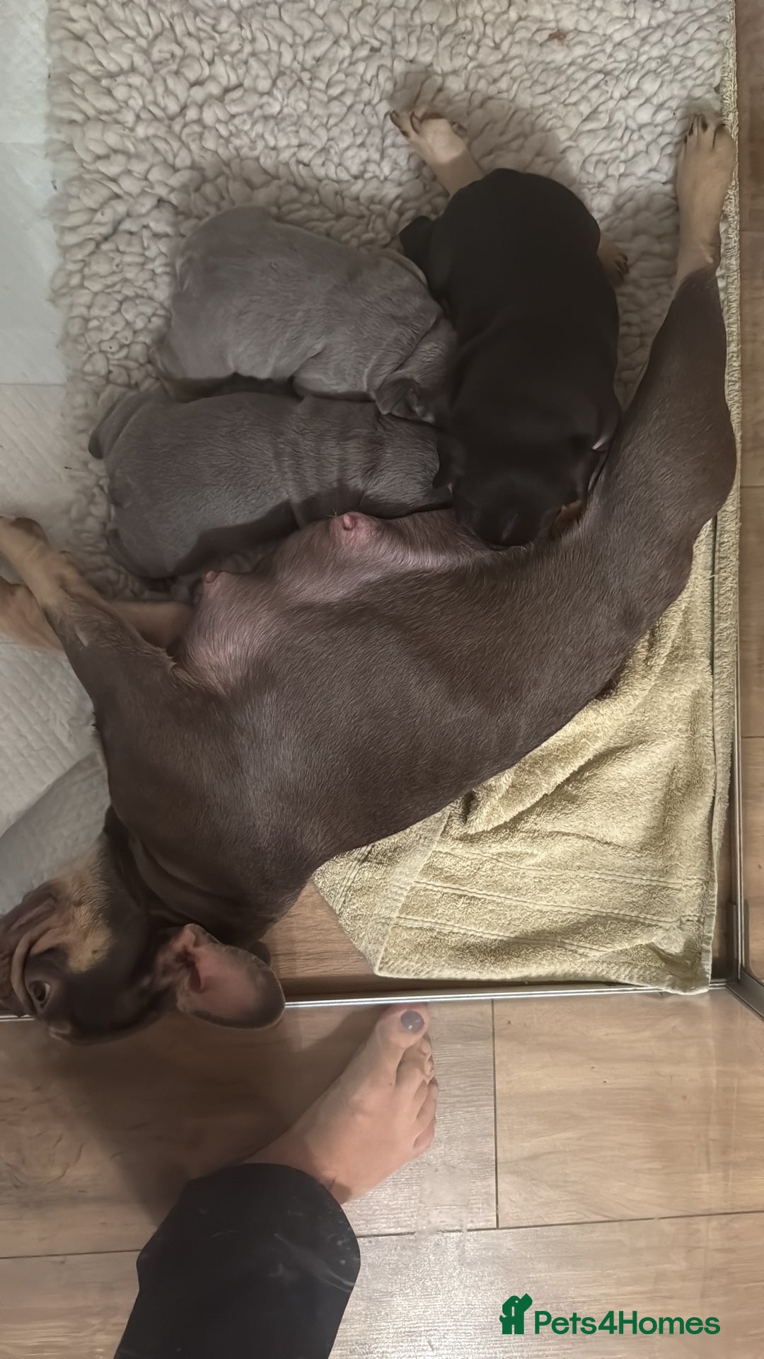 French Bulldog dogs for sale: Exclusive French Bulldog Puppies - Image 4