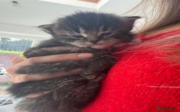 Mixed Breed cats for sale: Beautiful half Persian kittens - Image 8