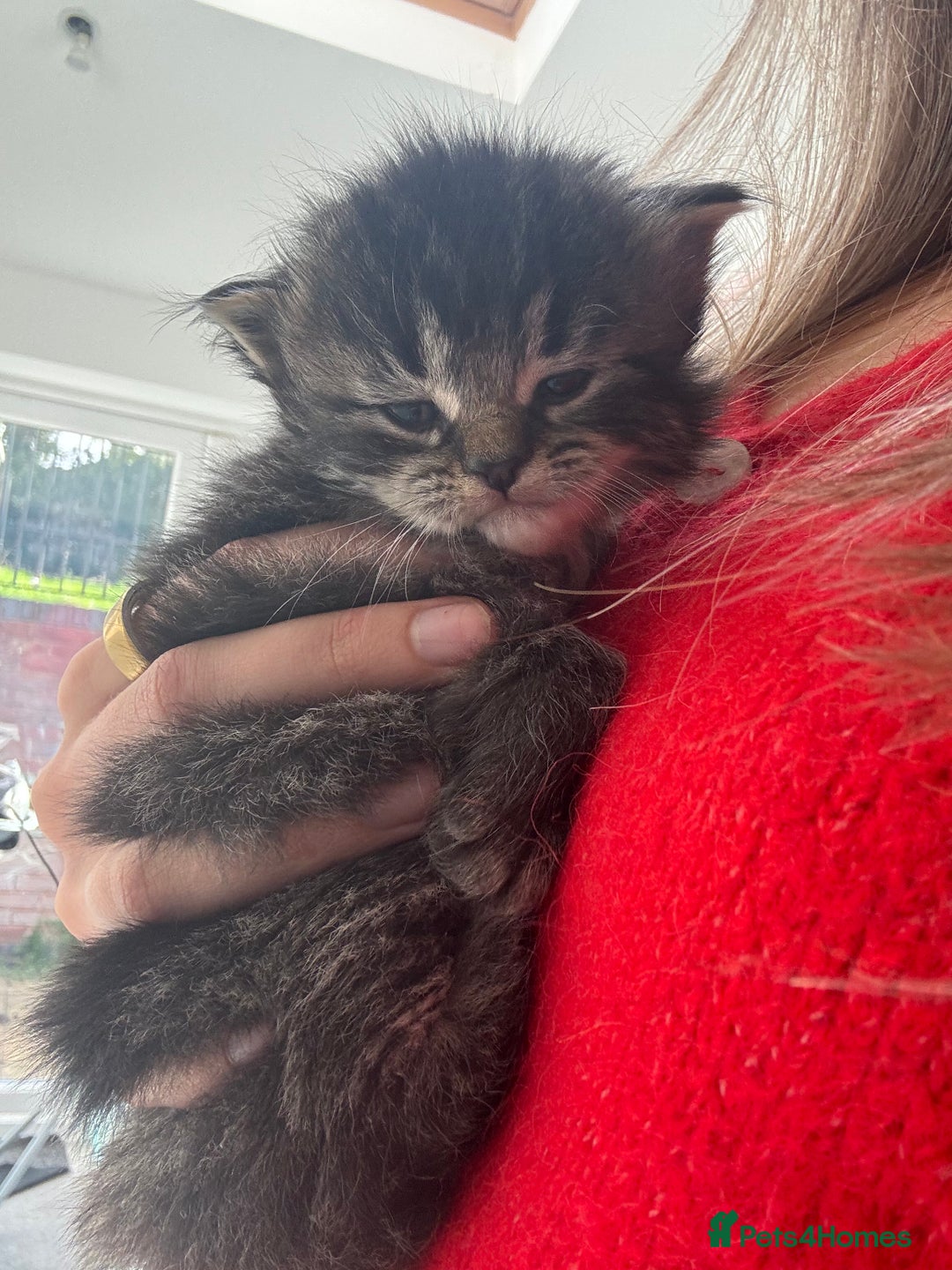 Mixed Breed cats for sale: Beautiful half Persian kittens - Image 8