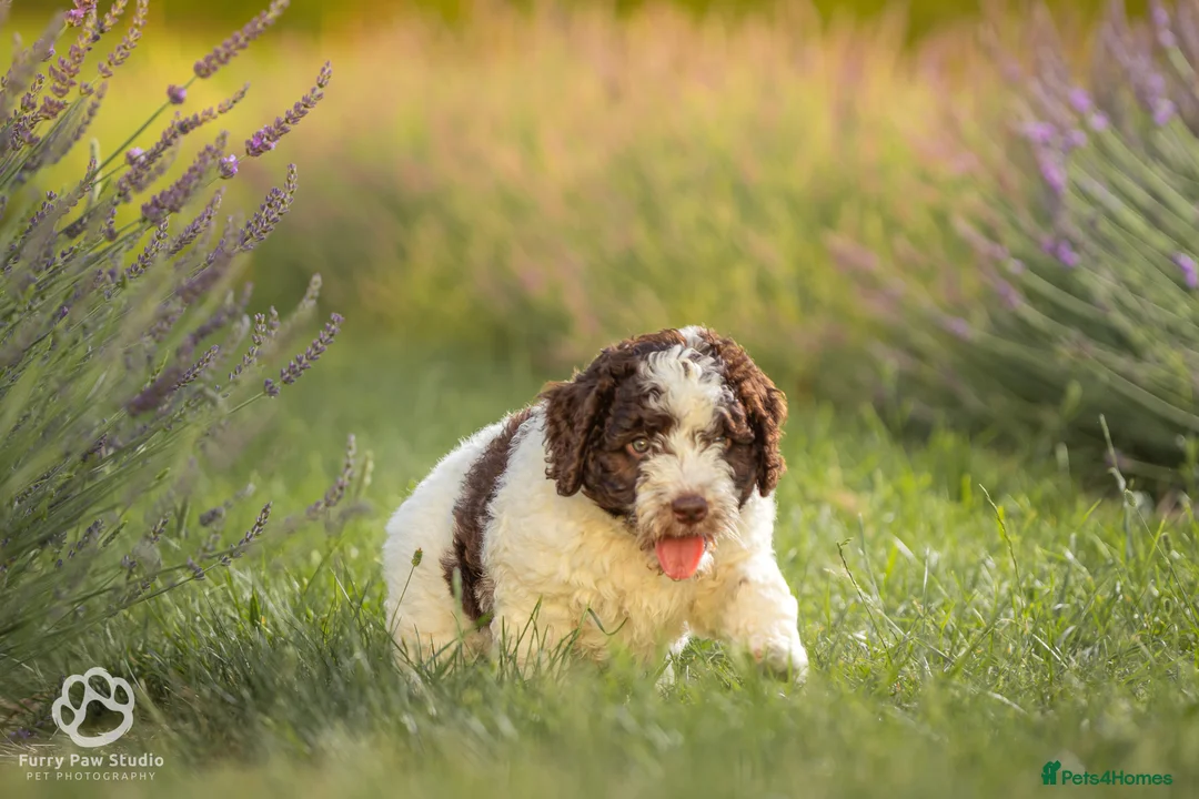 Spanish Water Dog dogs for sale: Spanish water dog  - Advert 2