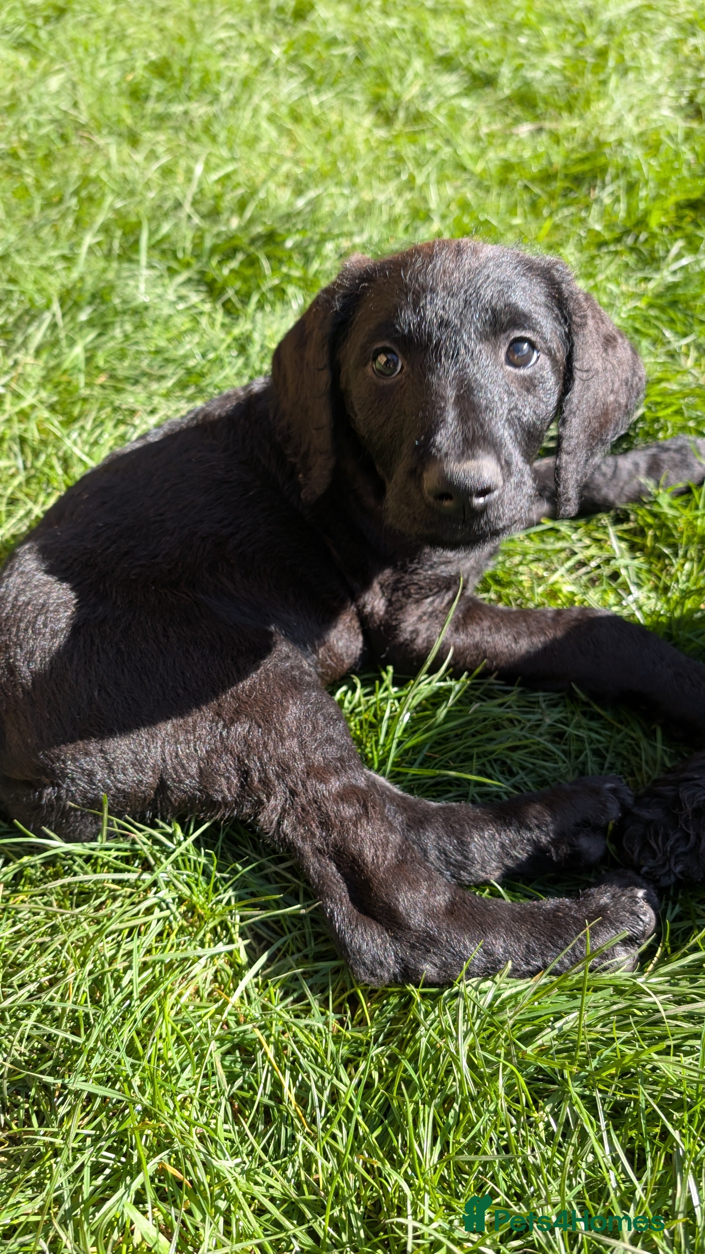 Labradoodle dogs 🐾 Labradoodle Puppies 🐾 - Advert 1
