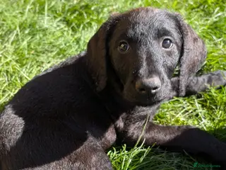 Labradoodle dogs 🐾 Labradoodle Puppies 🐾 - Advert 1