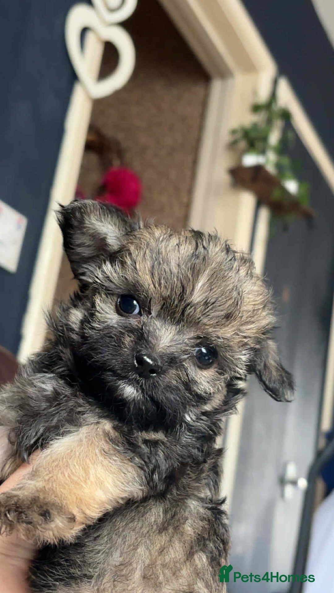 Mixed Breed dogs for sale: Ready to leave now  - Image 2
