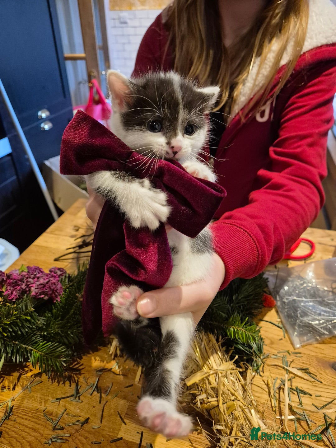 Mixed Breed cats for sale: 9 week old kittens both boys. Black & white/black - Advert 8
