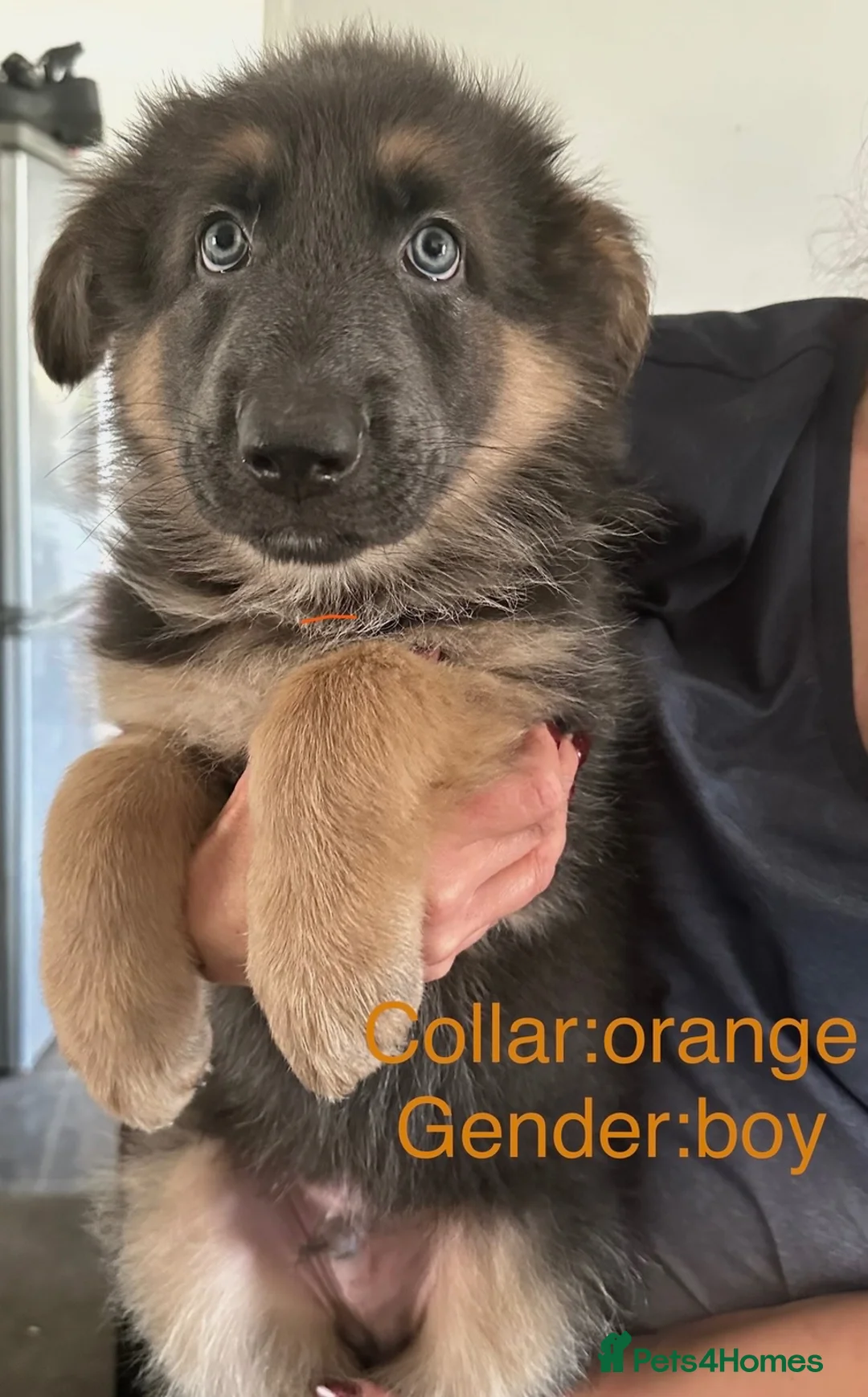 German Shepherd dogs for sale: Stunning German Shepherd Puppies for Sale! - Advert 13