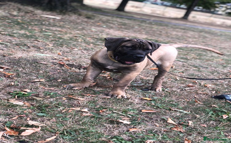 Presa Canario dogs - Advert 8