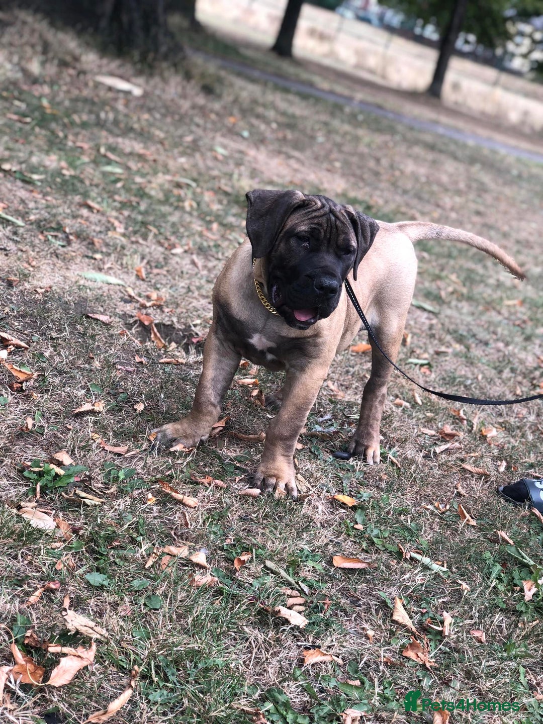 Presa Canario dogs for sale: I selling presa canario  - Image 1