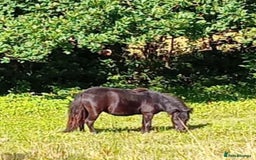 Shetland pony horses for sale: Storm - Image 4