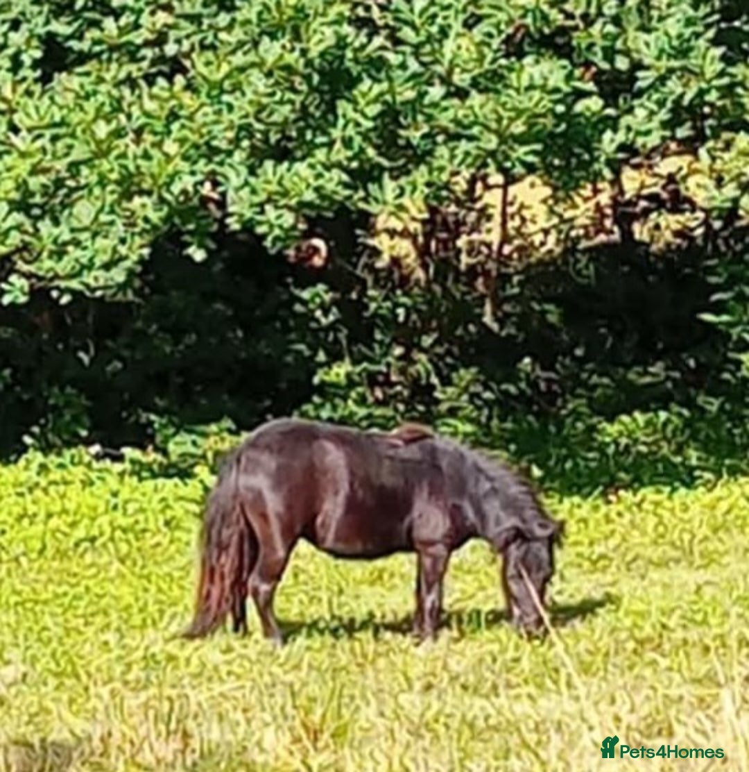 Shetland pony horses for sale: Storm - Image 4