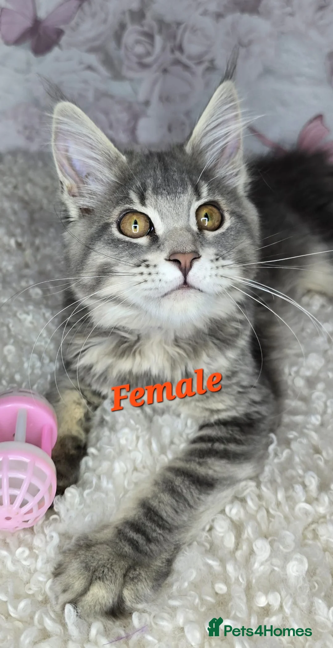 Maine Coon cats for sale: TICA MAINE COON CUBS - Advert 5