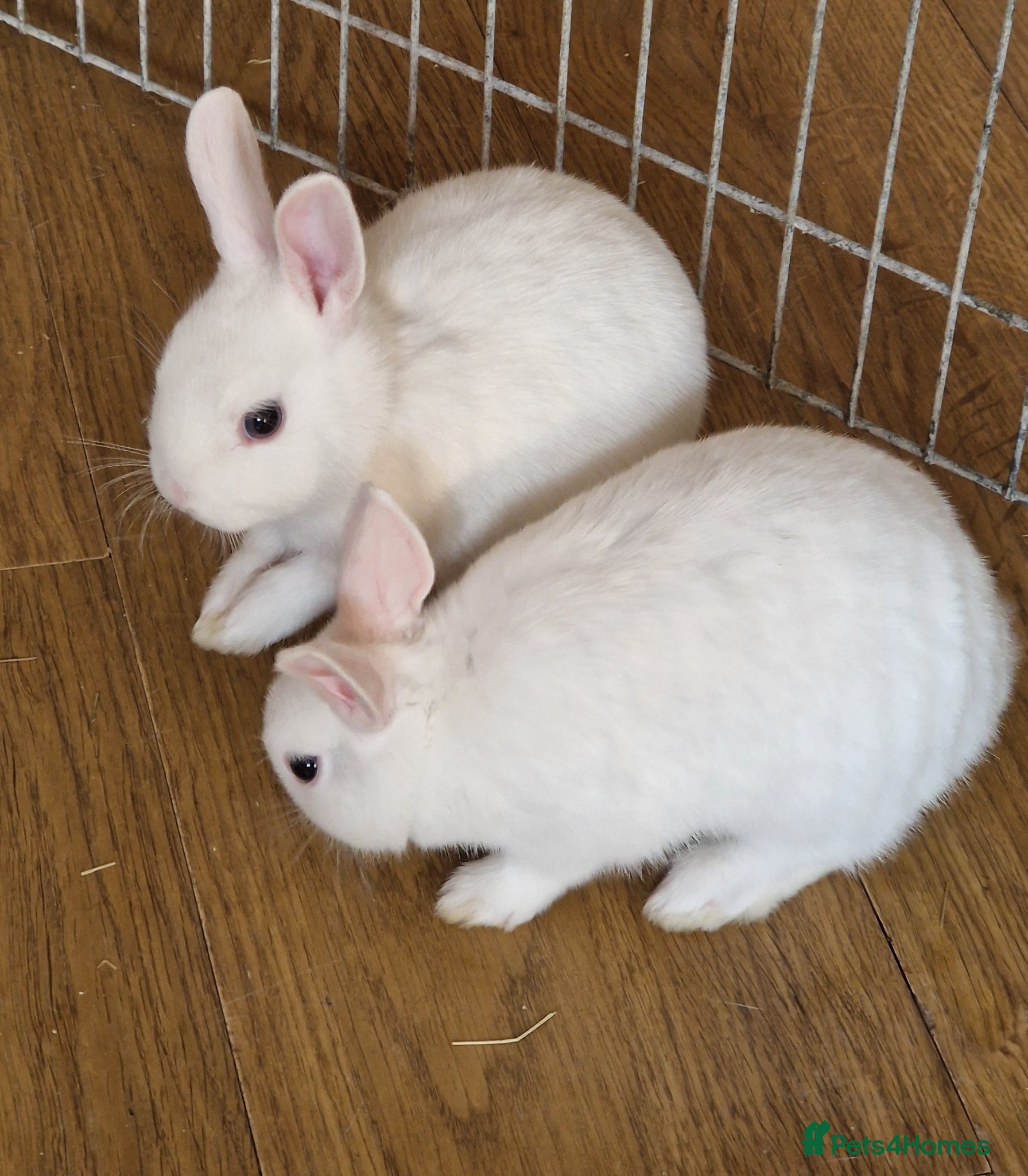 Netherland Dwarf rabbits Beautiful babies for sale - Advert 7