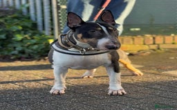 English Bull Terrier dogs for sale: Ready to leave now 7 English Bullterrier puppys - Image 25