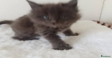 Maine Coon cats - Advert 4