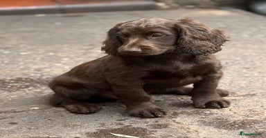 Cocker Spaniel dogs in Leek - Advert 3